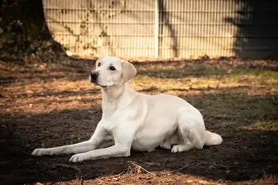 Felix – Labrador Retriever – Bild 2