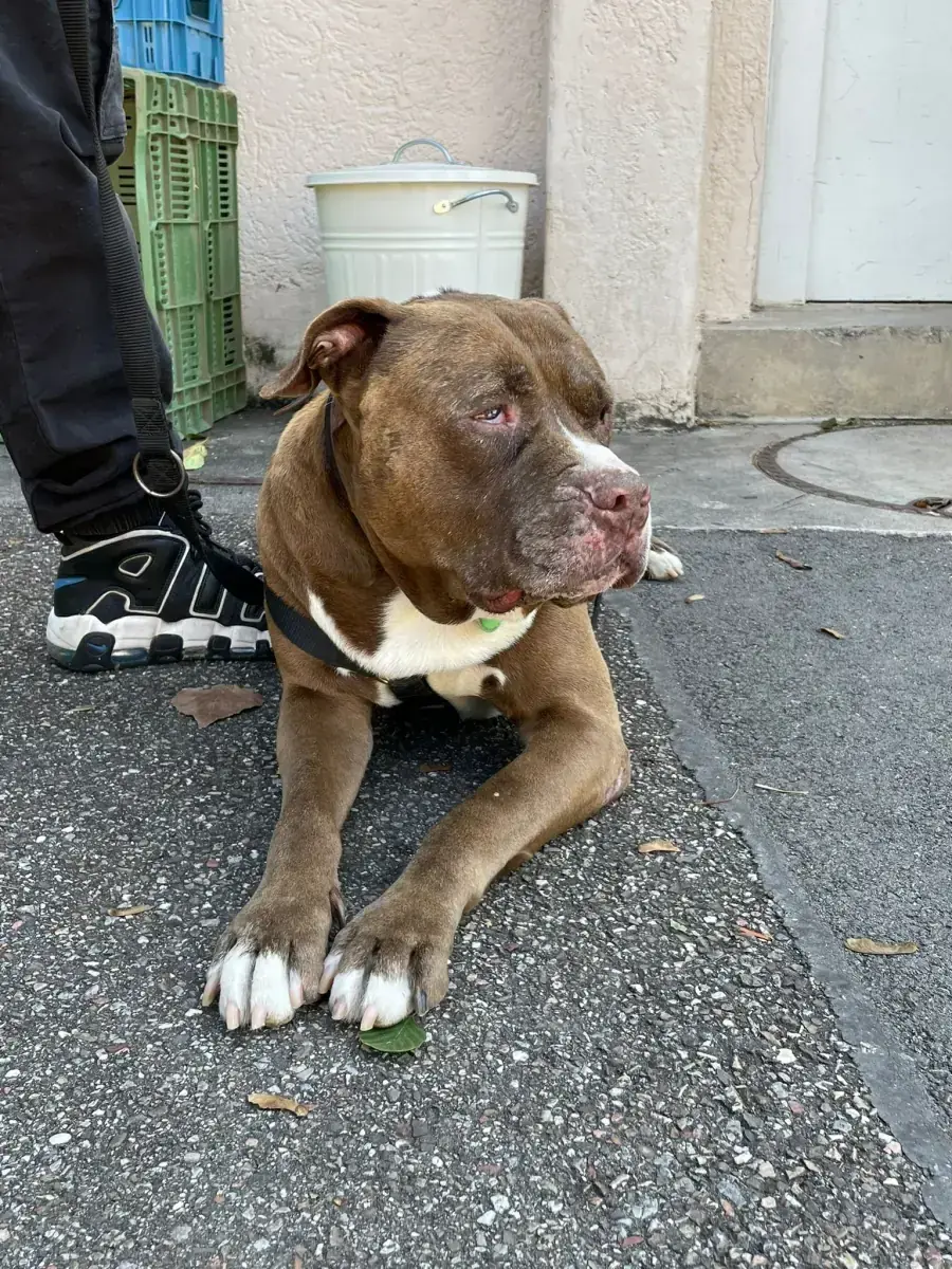 Gizmo - American Staffordshire Terrier - Bild 16