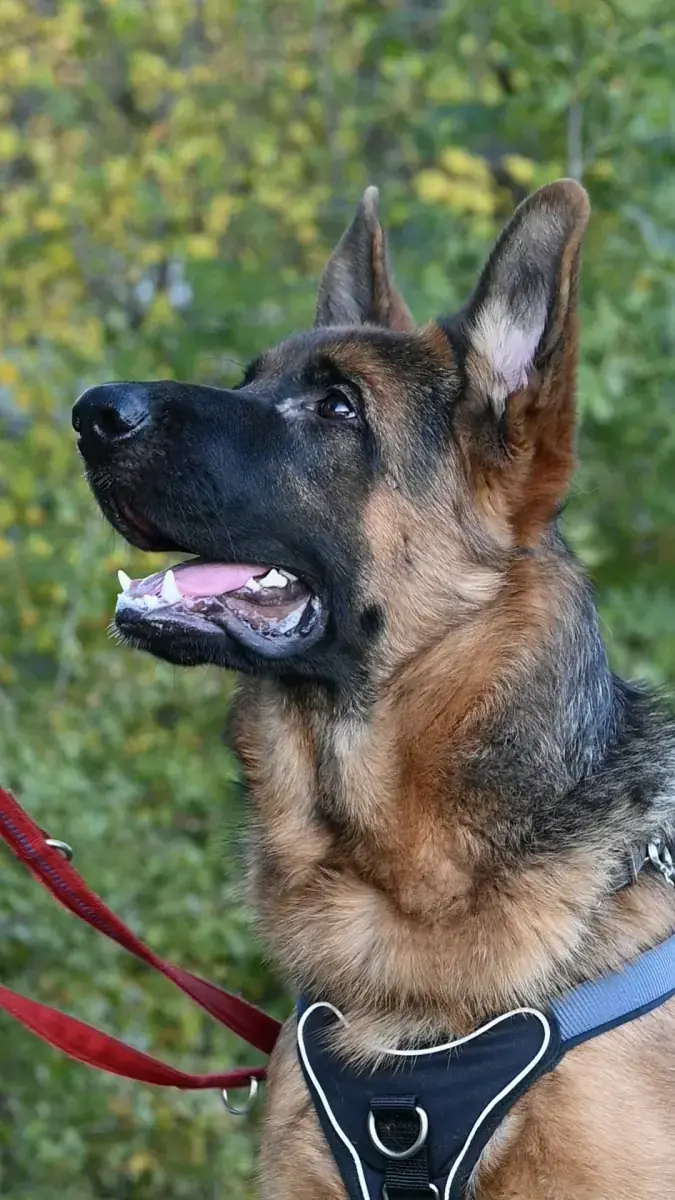 Evoli - Deutscher Schäferhund - Bild 8