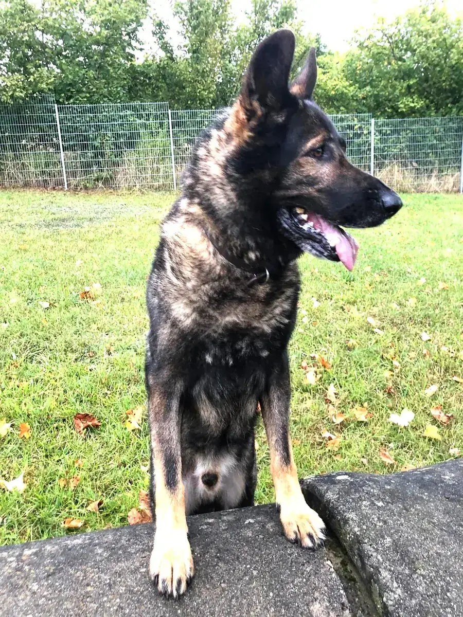 Ricco - Deutscher Schäferhund - Bild 3