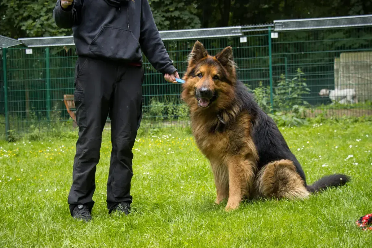 Prinz - Deutscher Schäferhund - Bild 2