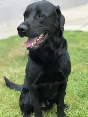Brezel – Labrador Retriever – Bild 3