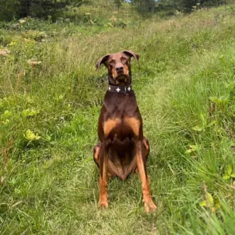 Max - Dobermann - Bild 3