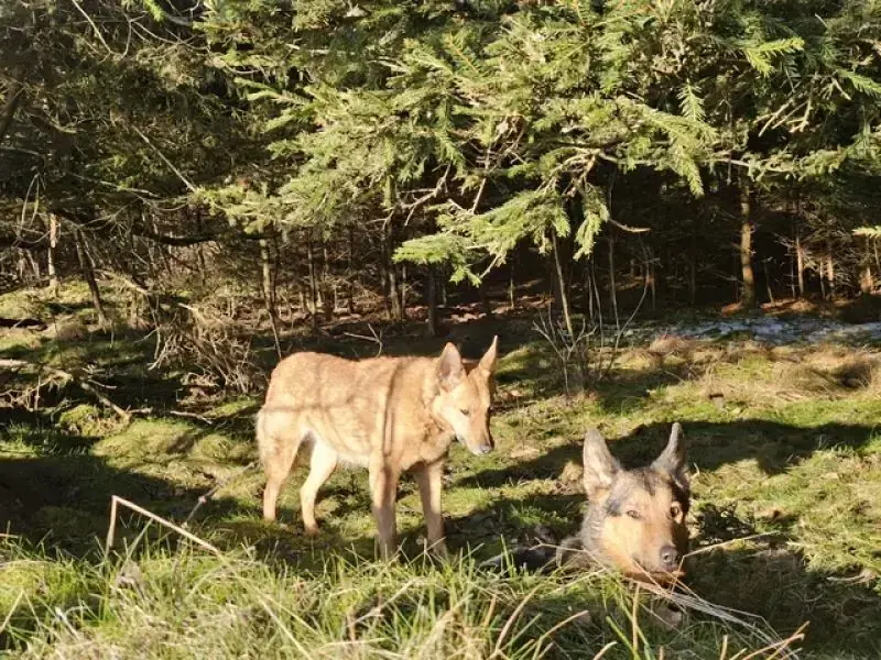 Zira -  - Bild 19