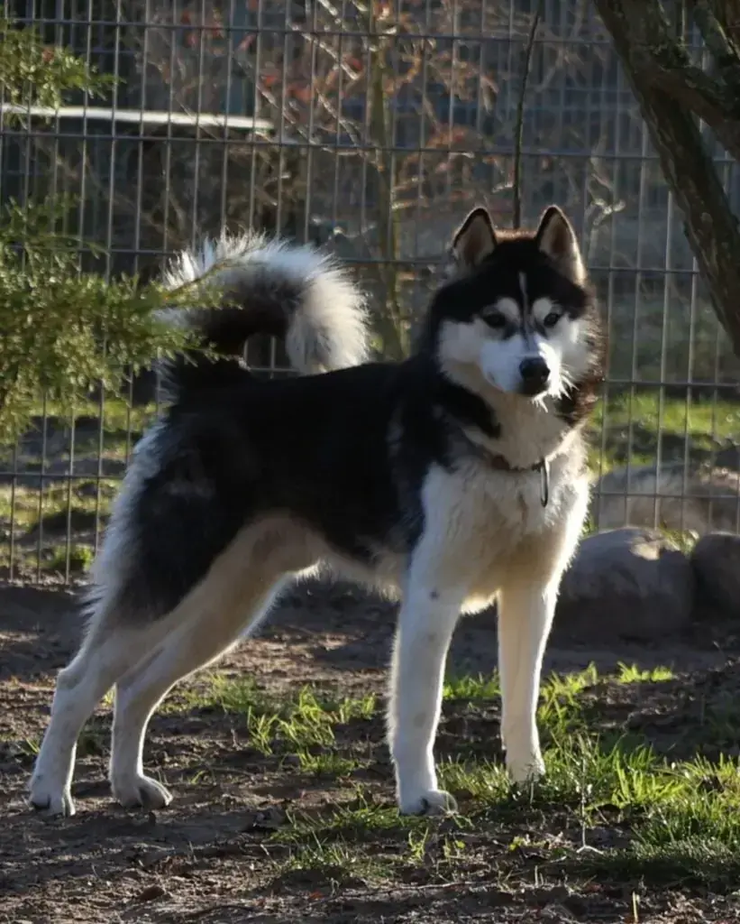 Balou - Siberian Husky - Bild 1