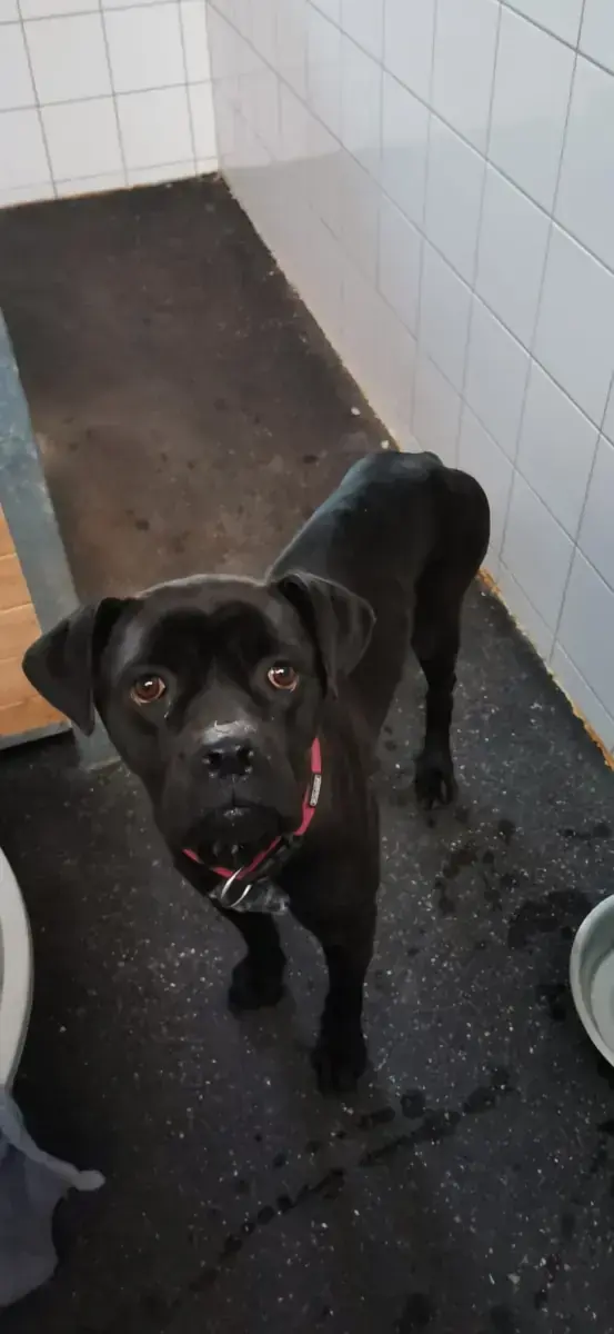 Bonnie - Cane Corso Italiano - Bild 5