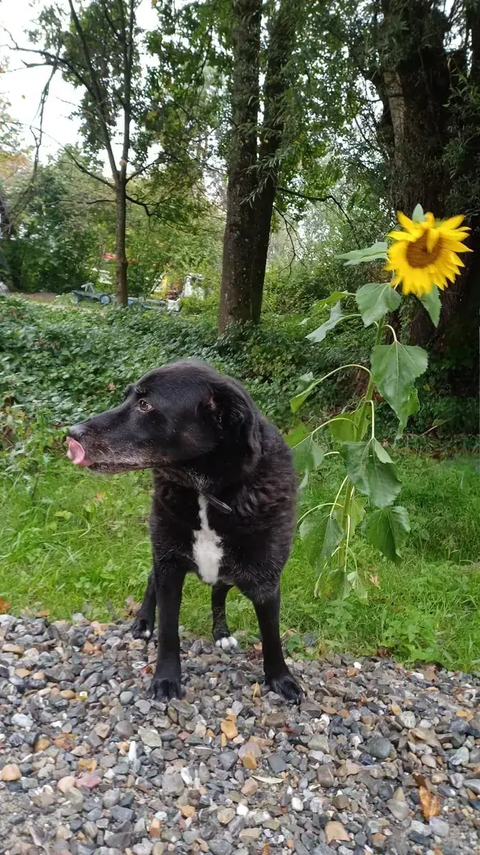 Balou -  - Bild 5