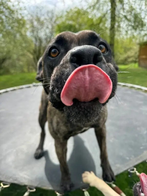 Cora - Dogo Canario - Bild 3