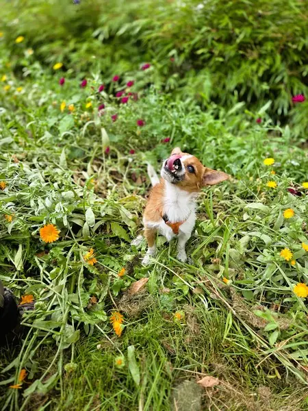 Fenry -  - Bild 2