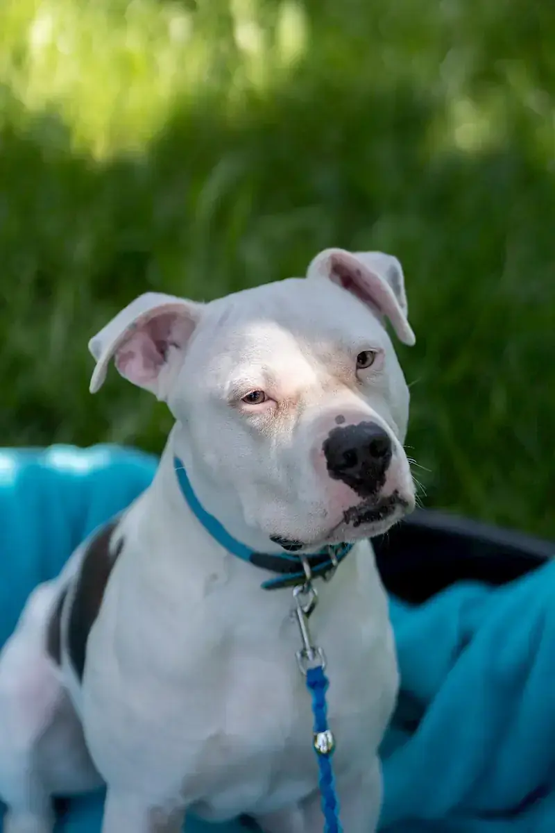 Apollo - American Staffordshire Terrier - Bild 10