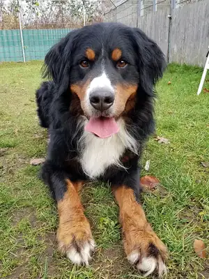 Simba – Berner Sennenhund – Bild 7