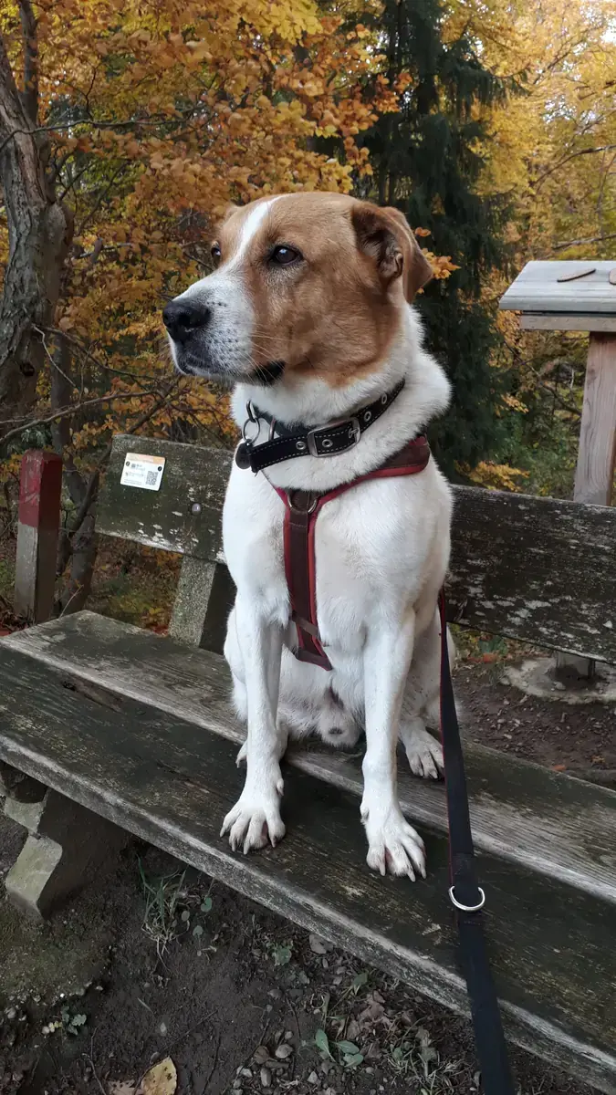 Farnor -  - Bild 1