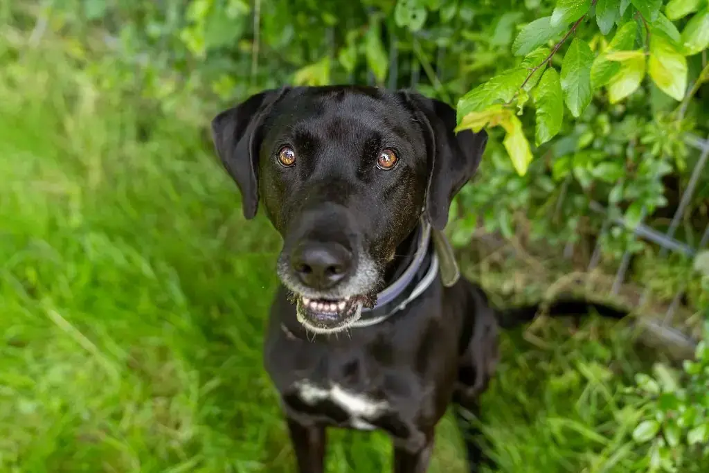 Vito - Labrador Retriever, Dobermann - Bild 2
