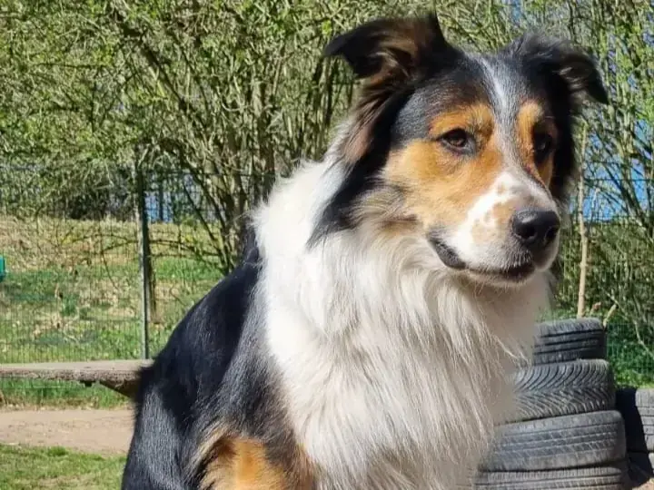 Border Collie-Mix Bingo