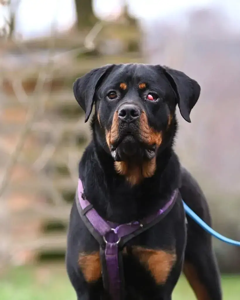 Samira - Rottweiler - Bild 3