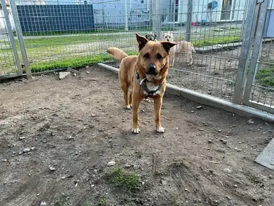 Rollo – Mischling – Bild 4