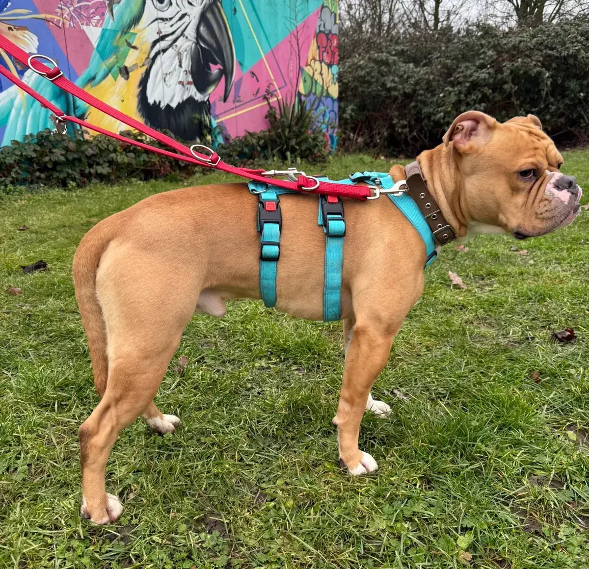 Capone - Englische Bulldogge - Bild 8