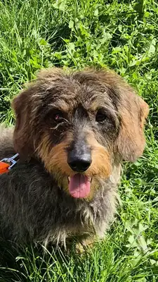 Max – Hund – Bild 4