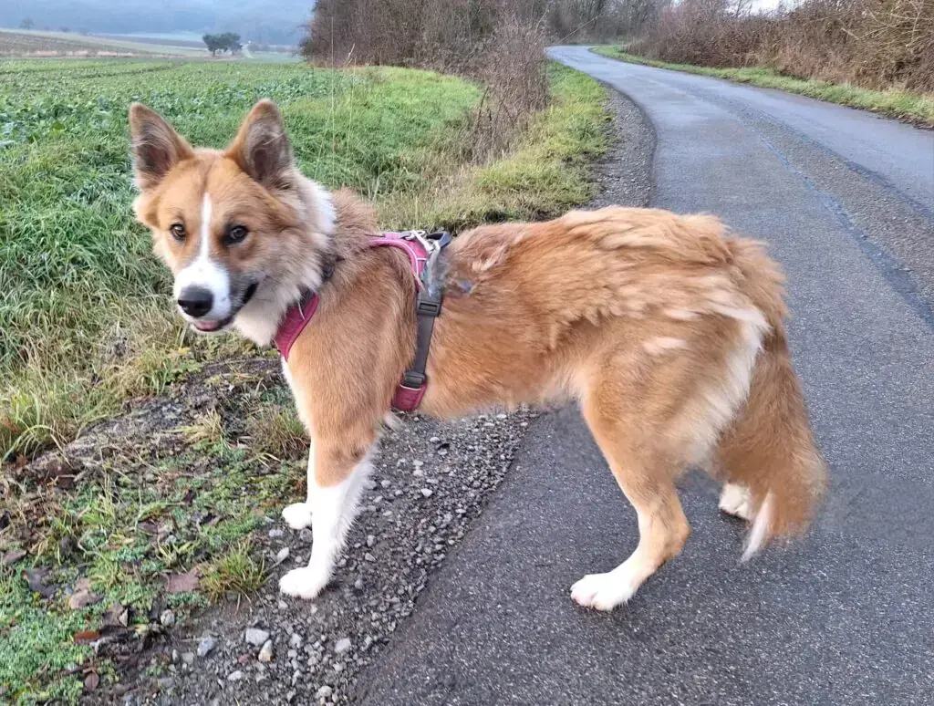 Mandy - Border Collie - Bild 9