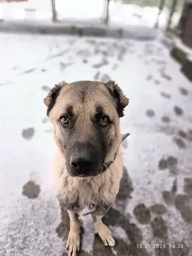Kangal-Hirtenhund Pascha