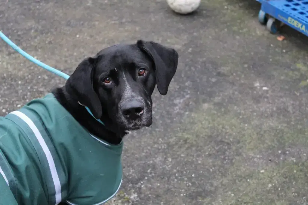 Dalmatiner, Labrador Retriever Percy