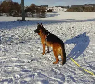 Deutscher Schäferhund Max