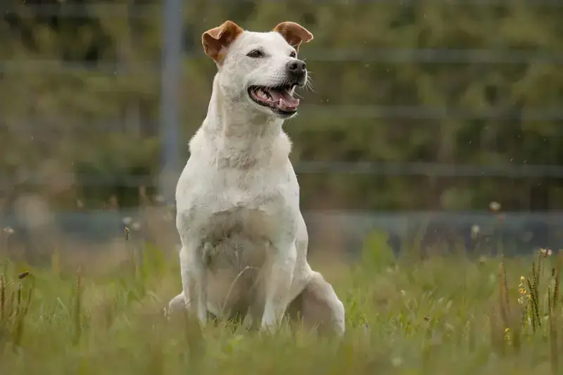 Australian Cattle Dog-Mix Tonka
