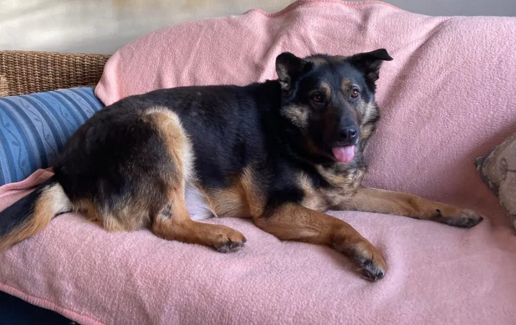 Jonny - Deutscher Schäferhund - Bild 1