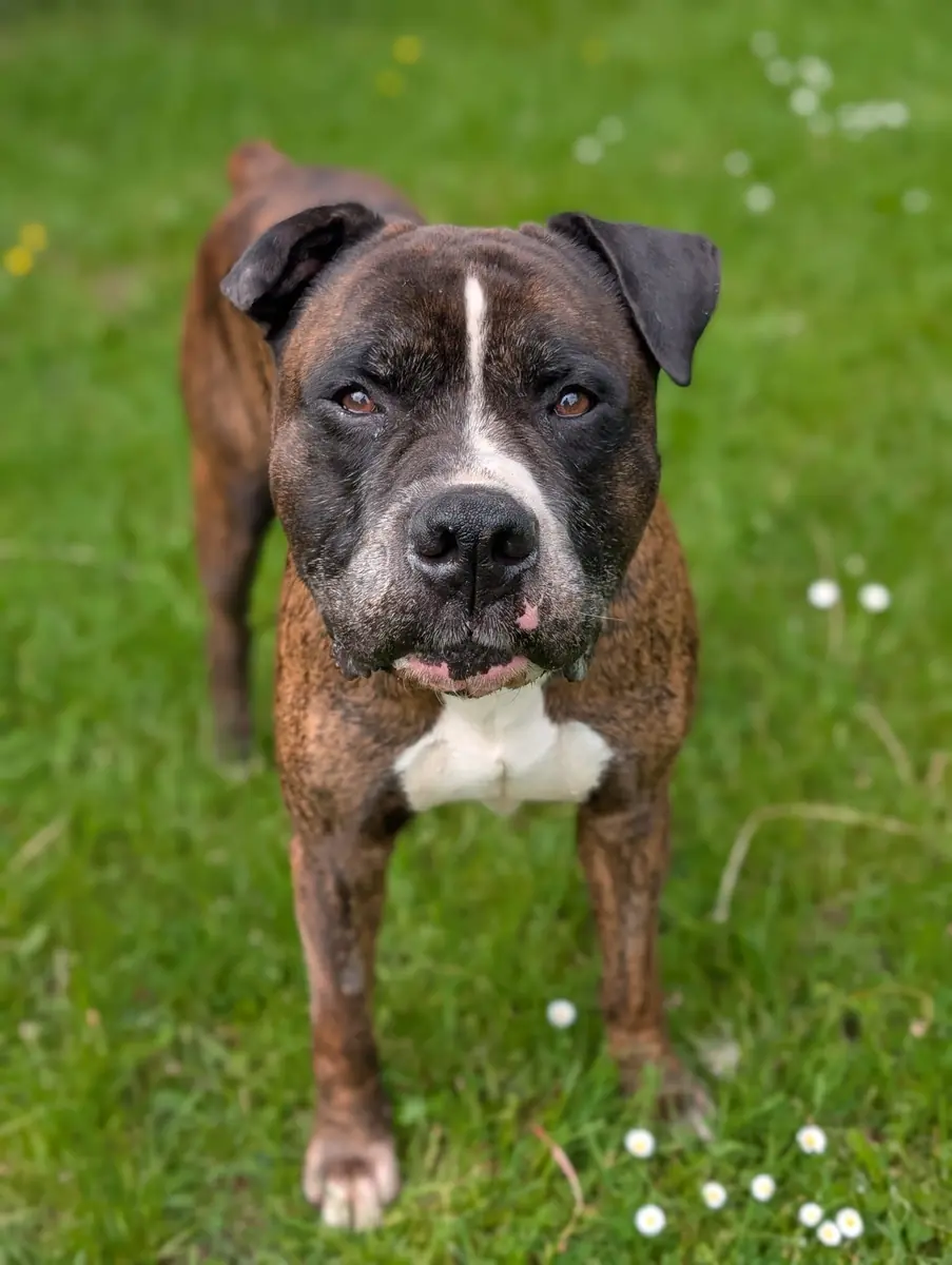 Oskar - Deutscher Boxer - Bild 4