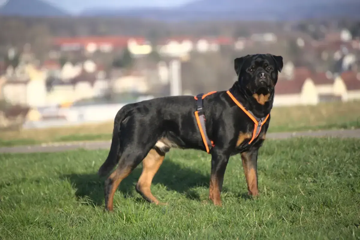 Eick - Rottweiler - Bild 6