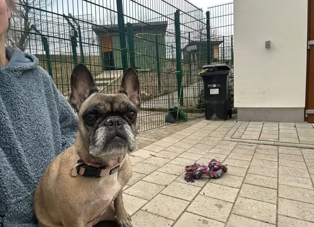 Fly - Französische Bulldogge - Bild 1