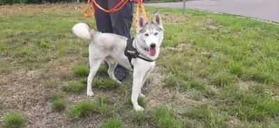 Ice – Siberian Husky – Bild 9