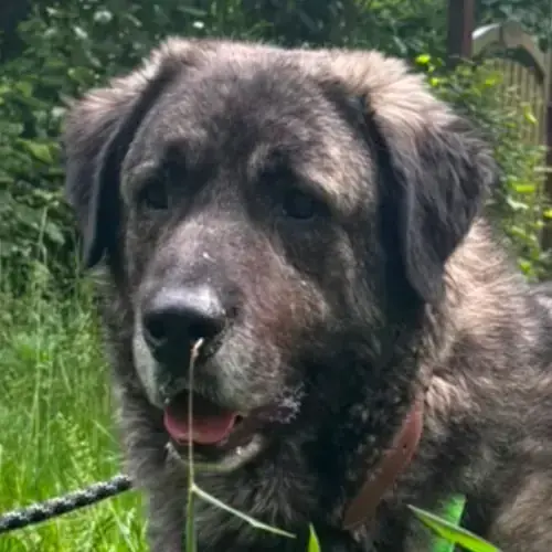 Šarplaninac Molly