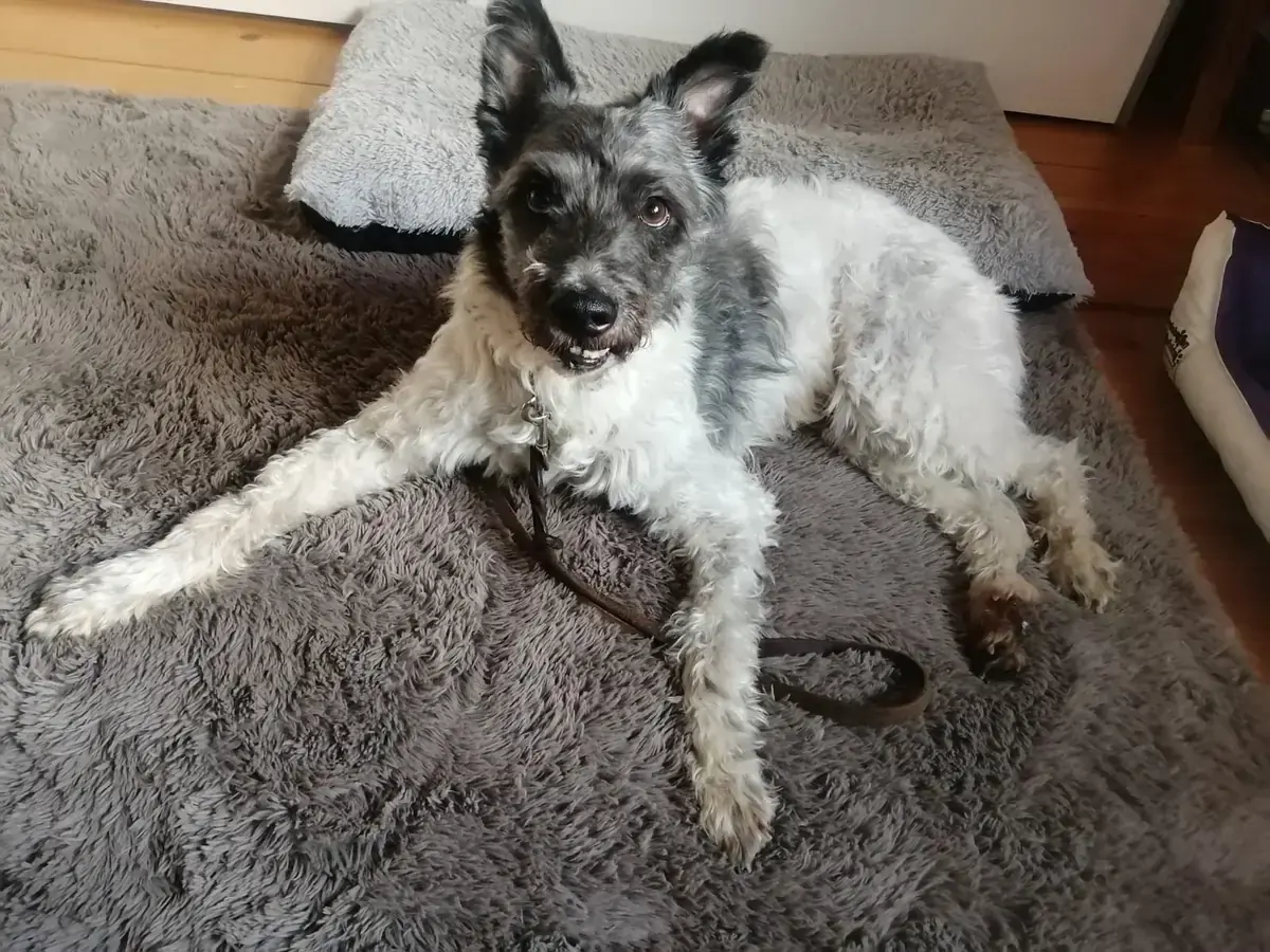 Paco -  - Bild 4