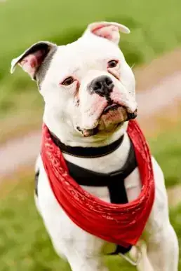 Anton -  - Bild 1