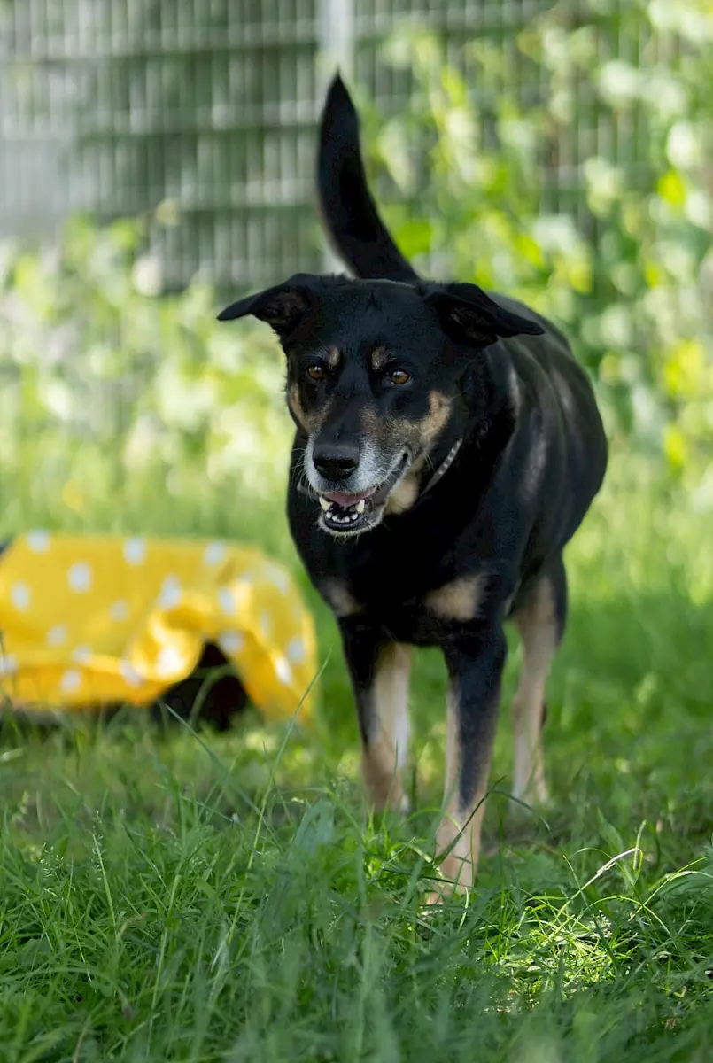 Shila -  - Bild 6