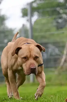 Ace – American Staffordshire Terrier – Bild 18