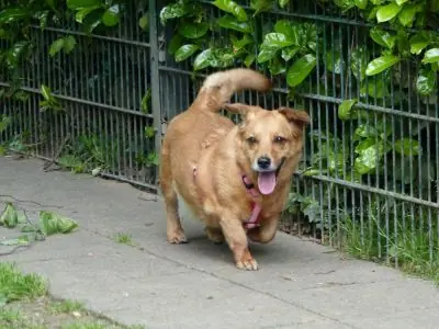 Toffee -  - Bild 11
