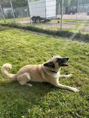 Chester – Deutscher Schäferhund – Bild 14