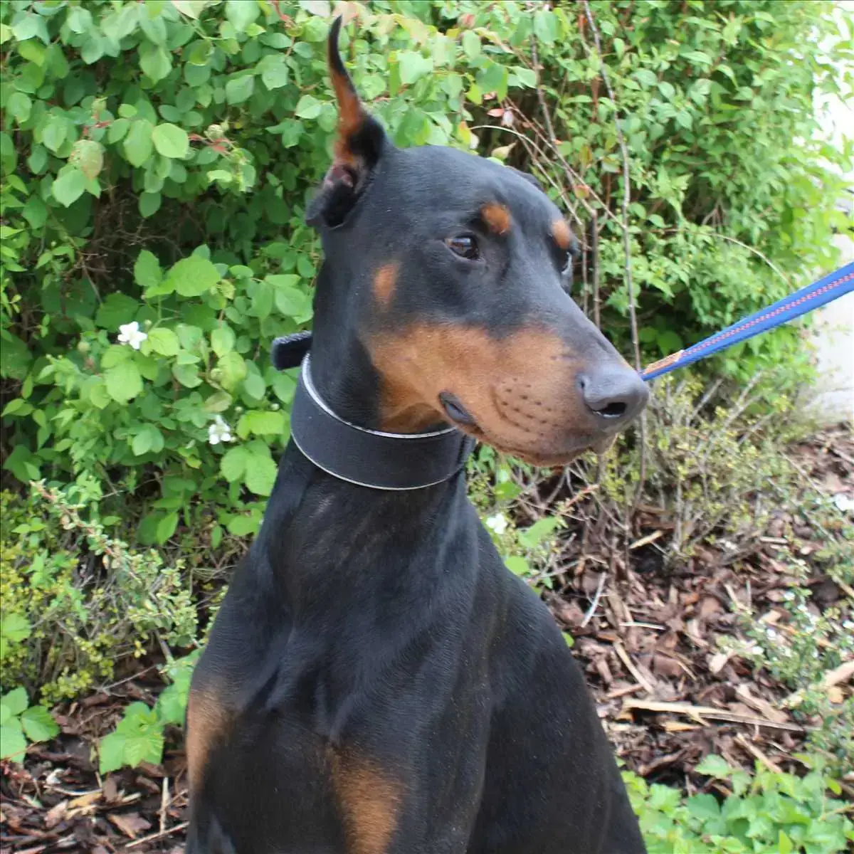 CONAN - Dobermann - Bild 1