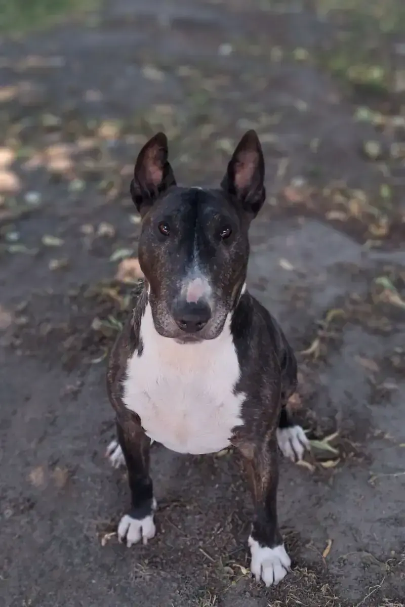 Hund Adonis
