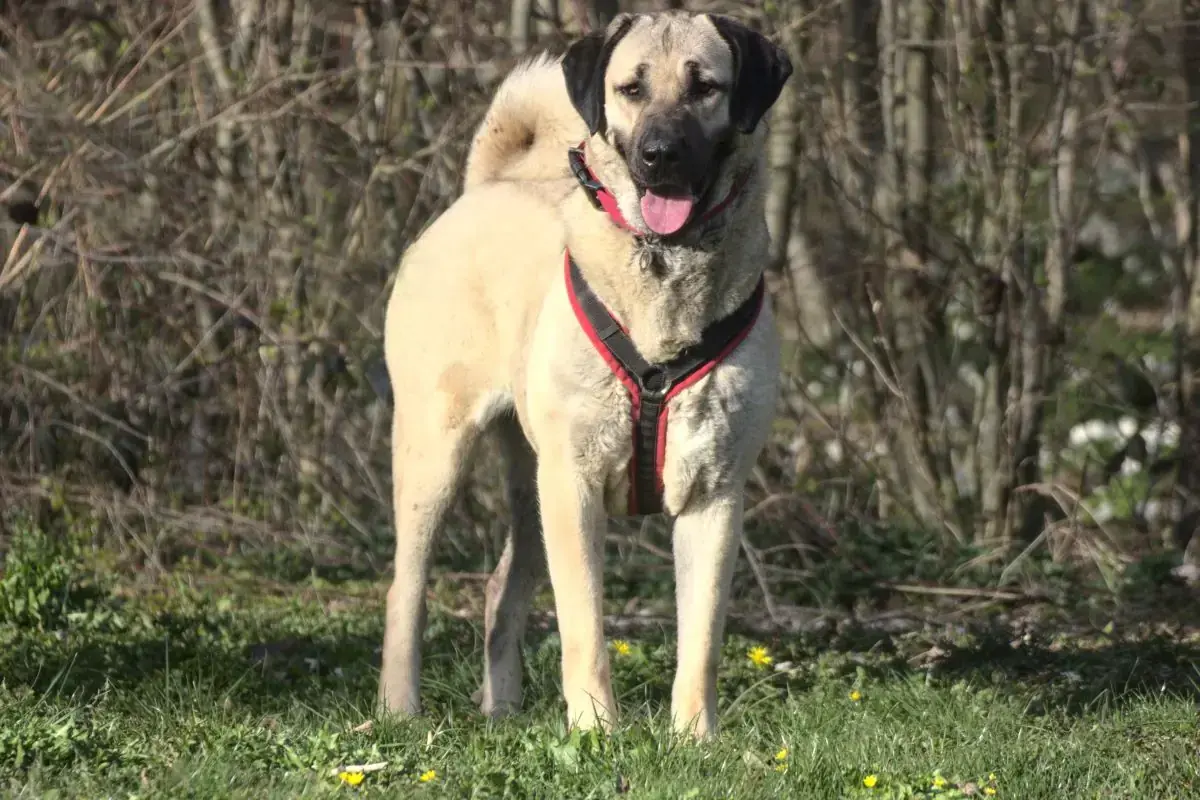 Pamuk - Kangal-Hirtenhund - Bild 5