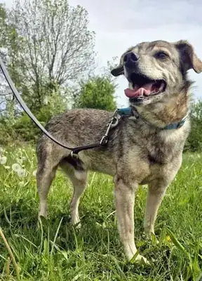 Roland – Hund – Bild 2