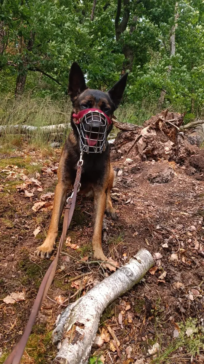 Kimbo -  - Bild 1