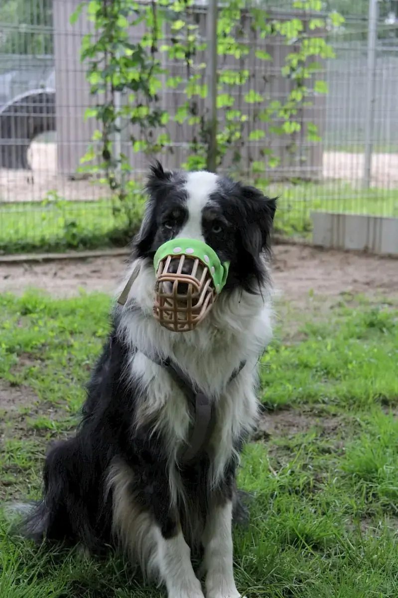 Mogli - Australian Shepherd - Bild 4