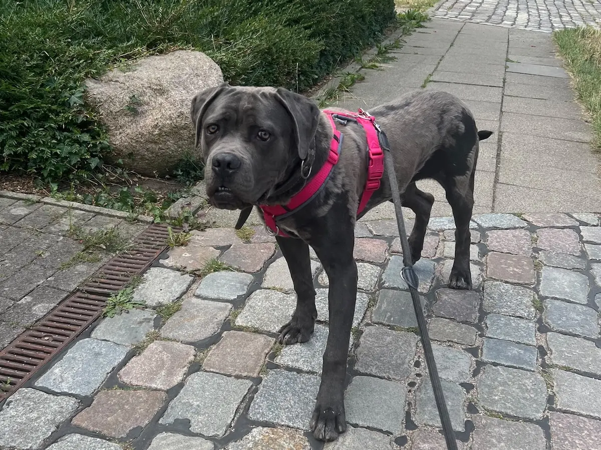 Ares - Cane Corso Italiano - Bild 1