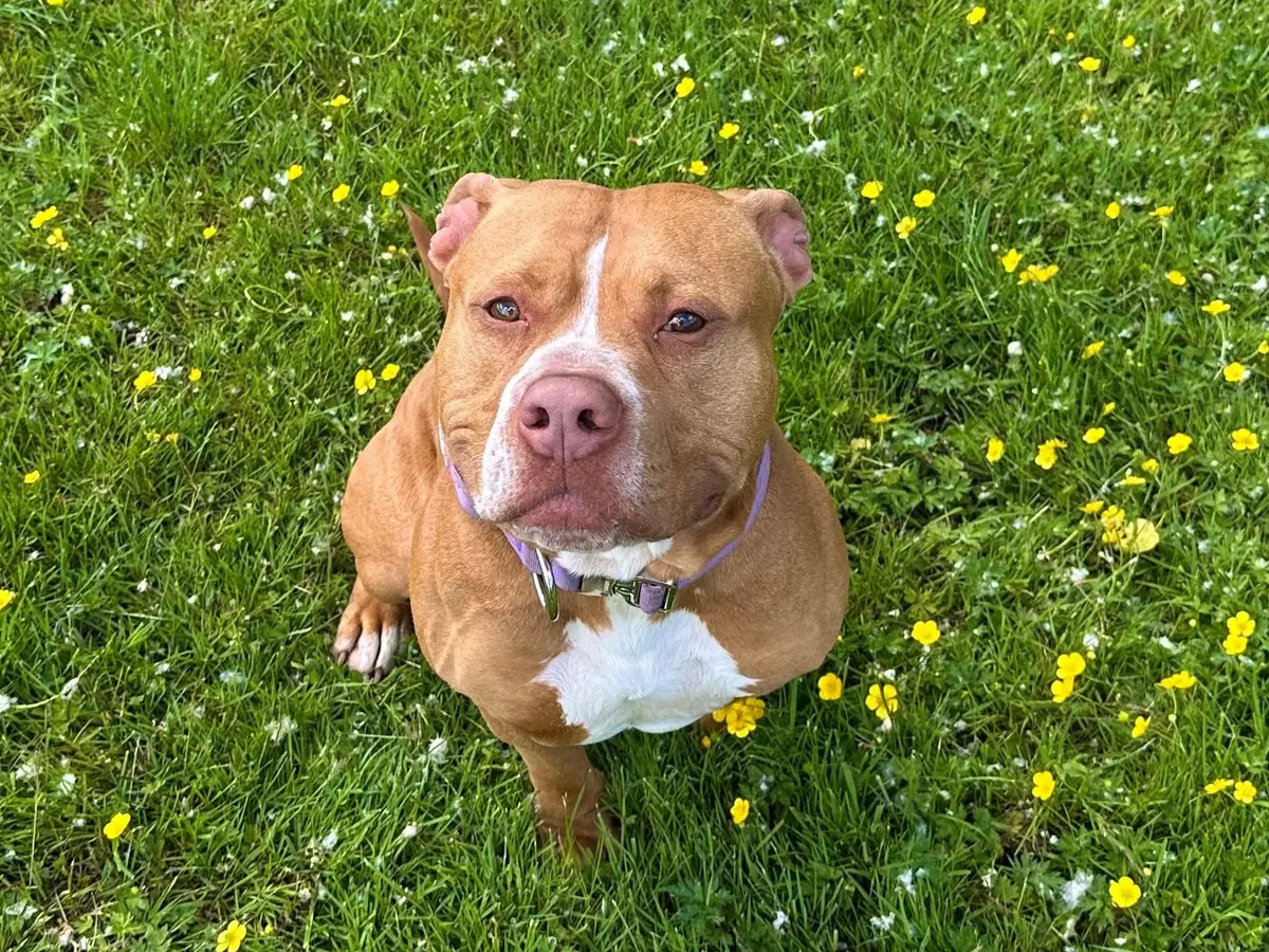 Elliot - American Staffordshire Terrier - Bild 1