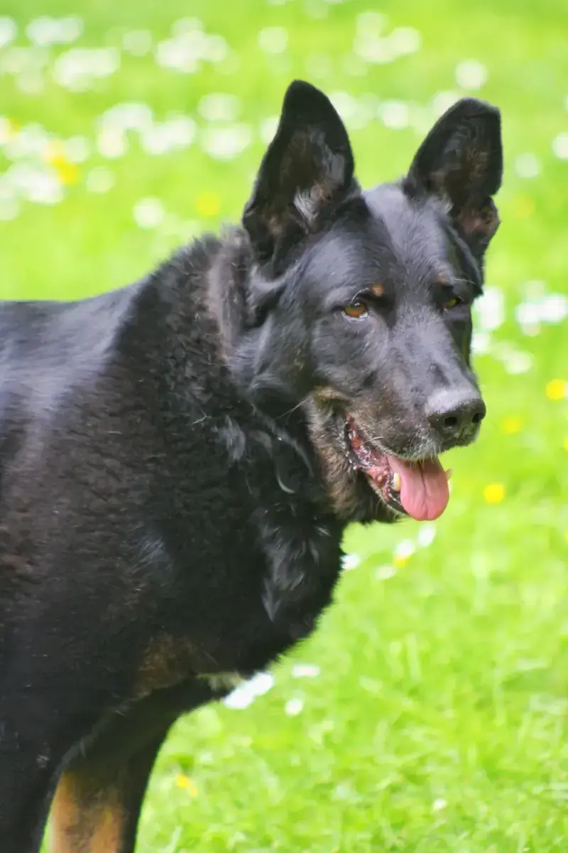 Bonzo - Deutscher Schäferhund - Bild 9