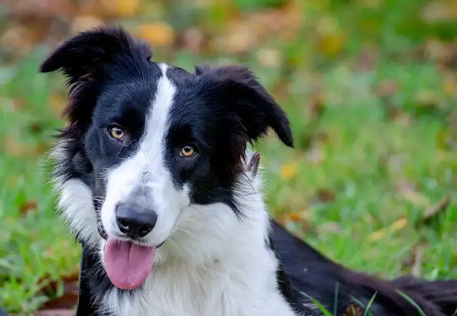Manoah - Border Collie - Bild 4