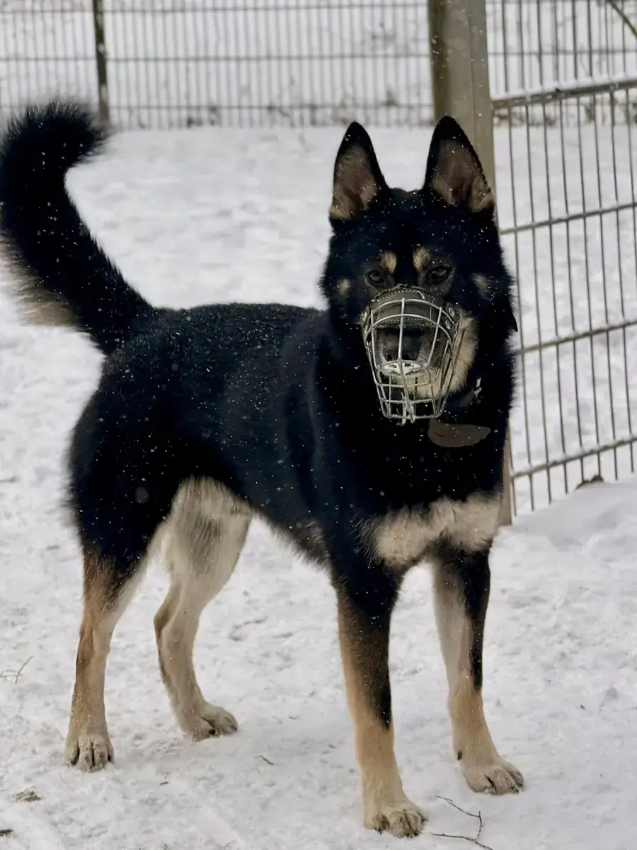Fenris - Deutscher Schäferhund - Bild 2